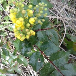 Photographie n°2149968 du taxon Berberis aquifolium Pursh [1814]