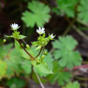 Photographie n°2150111 du taxon Stellaria media (L.) Vill. [1789]