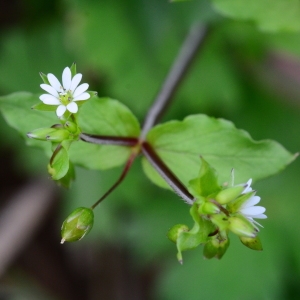 Photographie n°2150112 du taxon Stellaria media (L.) Vill. [1789]