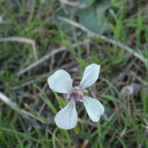 Photographie n°2150119 du taxon Eruca sativa Mill. [1768]