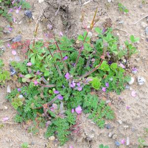 Photographie n°2150135 du taxon Erodium cicutarium (L.) L'Hér. [1789]