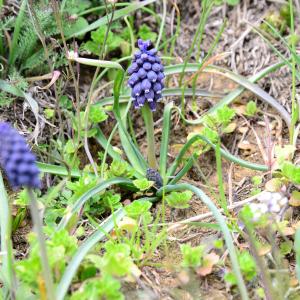 Photographie n°2150138 du taxon Muscari neglectum Guss. ex Ten. [1842]