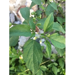 Solanum americanum Mill. (Agouman)