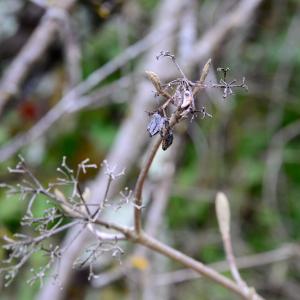 Photographie n°2150192 du taxon Viburnum lantana L. [1753]