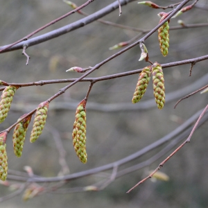 Photographie n°2150206 du taxon Carpinus betulus L. [1753]