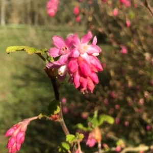 Photographie n°2150241 du taxon Ribes sanguineum Pursh [1814]