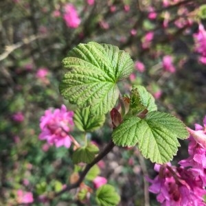 Photographie n°2150243 du taxon Ribes sanguineum Pursh [1814]