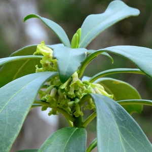 Photographie n°2150254 du taxon Daphne laureola L. [1753]