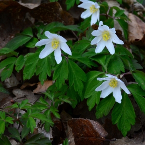 Photographie n°2150255 du taxon Anemone nemorosa L. [1753]