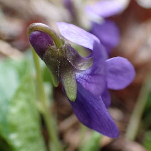 Photographie n°2150570 du taxon Viola hirta L. [1753]