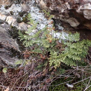 Photographie n°2150580 du taxon Allosorus tinaei (Tod.) Christenh. [2012]