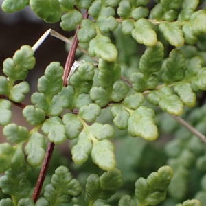 Photographie n°2150582 du taxon Allosorus tinaei (Tod.) Christenh. [2012]