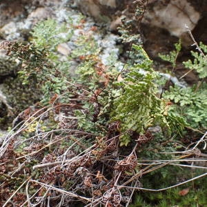 Photographie n°2150583 du taxon Allosorus tinaei (Tod.) Christenh. [2012]