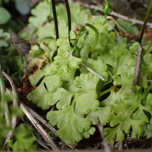 Photographie n°2150591 du taxon Anogramma leptophylla (L.) Link [1841]