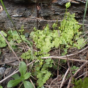 Photographie n°2150593 du taxon Anogramma leptophylla (L.) Link [1841]