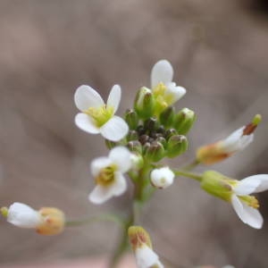 Photographie n°2150597 du taxon Arabidopsis thaliana (L.) Heynh. [1842]