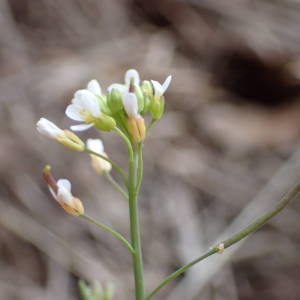 Photographie n°2150598 du taxon Arabidopsis thaliana (L.) Heynh. [1842]