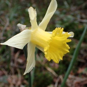 Photographie n°2150621 du taxon Narcissus pseudonarcissus L. [1753]