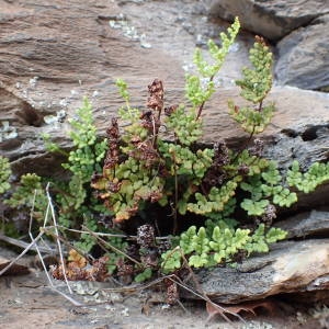 Photographie n°2150629 du taxon Allosorus tinaei (Tod.) Christenh. [2012]