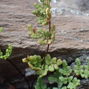 Photographie n°2150630 du taxon Allosorus tinaei (Tod.) Christenh. [2012]