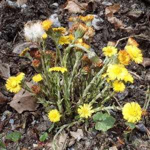 Photographie n°2150939 du taxon Tussilago farfara L. [1753]