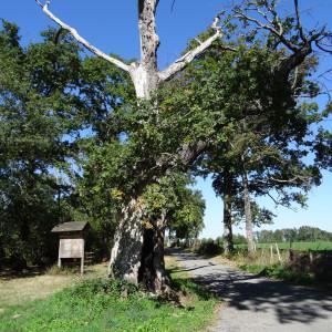 Photographie n°2151081 du taxon Quercus robur L. [1753]