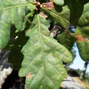 Photographie n°2151083 du taxon Quercus robur L. [1753]