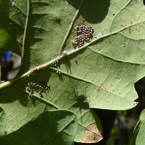 Photographie n°2151085 du taxon Quercus robur L. [1753]