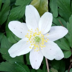 Photographie n°2151105 du taxon Anemone nemorosa L. [1753]