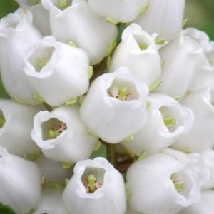 Pieris japonica (Thunb.) D.Don ex G.Don (Lavendelheide)