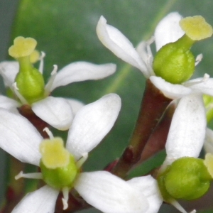 Skimmia japonica Thunb. (Skimmia du Japon)