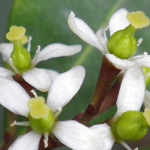 Photographie n°2151292 du taxon Skimmia japonica Thunb. [1783]