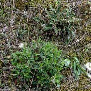 Photographie n°2151498 du taxon Silene italica (L.) Pers. [1805]