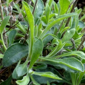 Photographie n°2151501 du taxon Silene italica (L.) Pers. [1805]