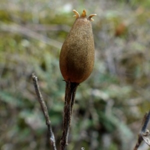 Photographie n°2151504 du taxon Silene italica (L.) Pers. [1805]