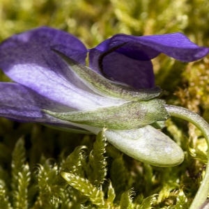 Photographie n°2151516 du taxon Viola riviniana Rchb. [1823]