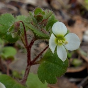 Photographie n°2151549 du taxon Veronica cymbalaria Bodard [1798]