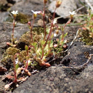 Photographie n°2151600 du taxon Saxifraga tridactylites L. [1753]