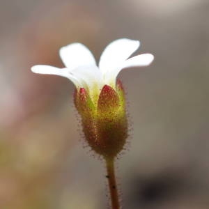 Photographie n°2151601 du taxon Saxifraga tridactylites L. [1753]