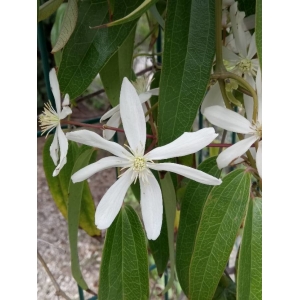 Clematis armandii Franch.