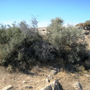 Photographie n°2151635 du taxon Hippophae rhamnoides subsp. rhamnoides