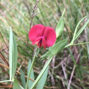 Photographie n°2151750 du taxon Lathyrus cicera L. [1753]