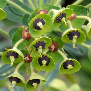 Photographie n°2151848 du taxon Euphorbia characias L. [1753]