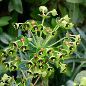 Photographie n°2151849 du taxon Euphorbia characias L. [1753]