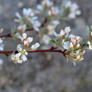 Photographie n°2151855 du taxon Amelanchier ovalis Medik. [1793]