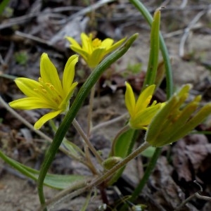 Photographie n°2151888 du taxon Gagea villosa (M.Bieb.) Sweet [1826]