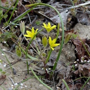 Photographie n°2151890 du taxon Gagea villosa (M.Bieb.) Sweet [1826]