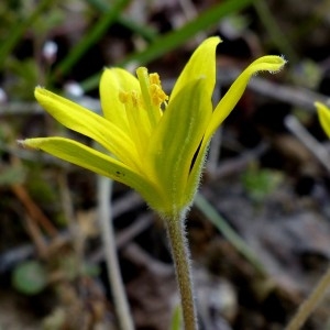 Photographie n°2151893 du taxon Gagea villosa (M.Bieb.) Sweet [1826]