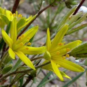 Photographie n°2151899 du taxon Gagea villosa (M.Bieb.) Sweet [1826]