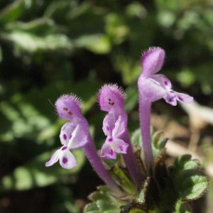 Photographie n°2152008 du taxon Lamium amplexicaule L.